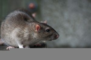 rat_2