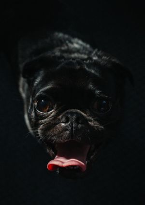 Os cachorros com o focinho chato, como buldogue e pug, têm os olhos voltados mais para frente, com uma amplitude menor do que os pets que têm os olhos mais nas laterais  (Foto: Pexels/ Charles/ CreativeCommons)