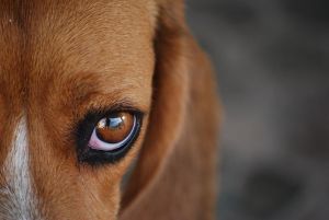 doencas oculares caes