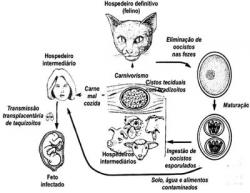 Toxoplasmose congênita: atualização e conscientização