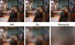 Como diferentes espécies enxergam: a acuidade visual no reino animal
