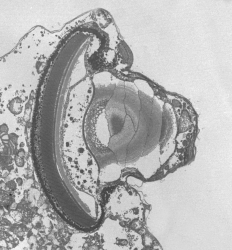 Como um organismo unicelular pode ter evoluído uma estrutura semelhante ao olho humano?