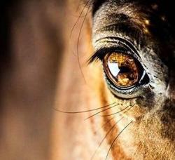 A visão do cavalo