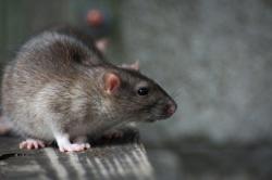 Rato é primeiro animal a ganhar sexto sentido biônico: visão noturna