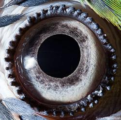 Macrofotografias de olhos animais