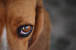 Saiba como evitar as doenças oftalmológicas mais comuns em cães Saiba como evitar as doenças oftalmológicas mais comuns em cães